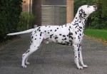 Cool Spots Ascot